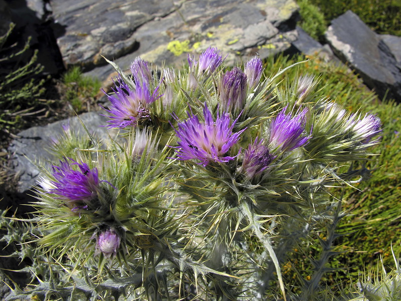 Carduus carlinoides hispanicus.08