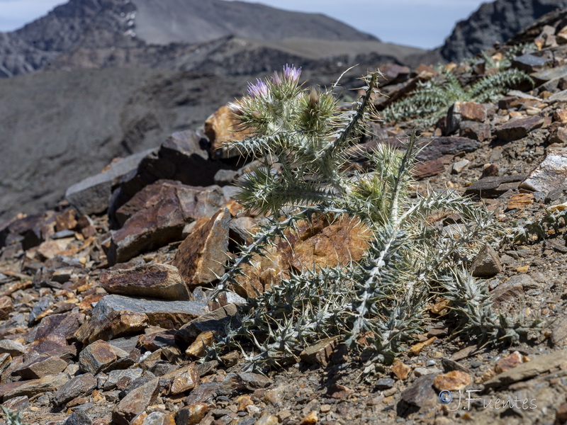 Carduus carlinoides hispanicus.28