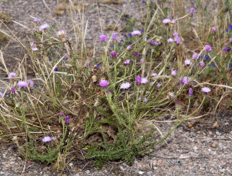 Carduus meonanthus valentinus.03