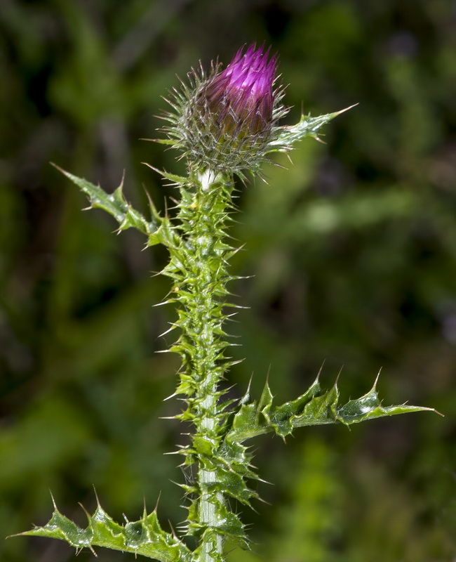 Carduus meonanthus valentinus.10