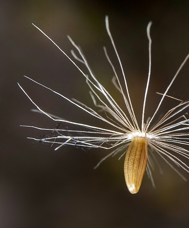 Carduus meonanthus valentinus.25