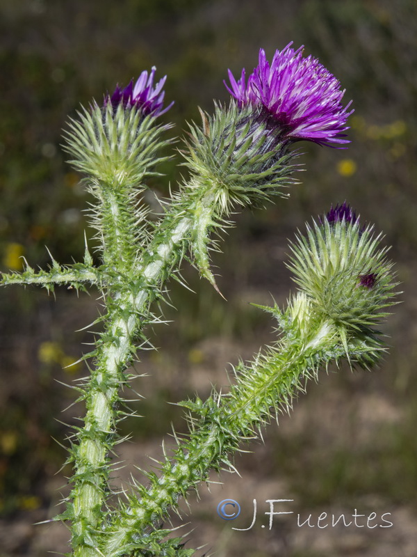 Carduus myriacanthus.05