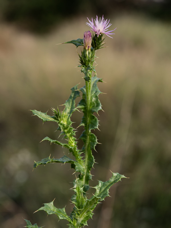 Carduus pycnocephalus.15