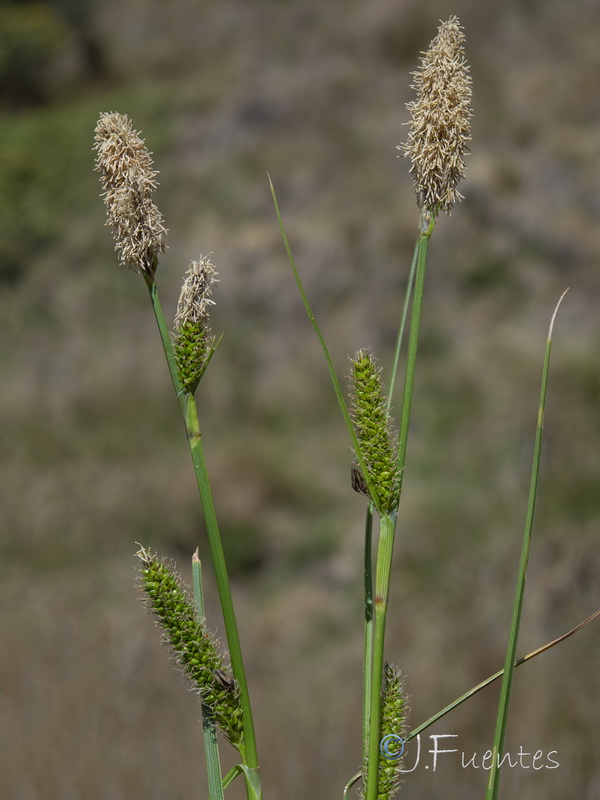 Carex camposii.26