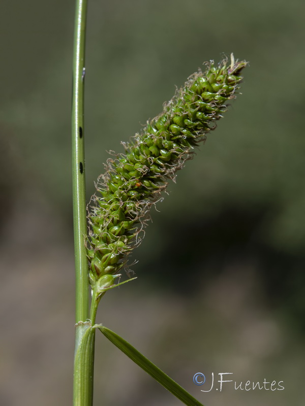 Carex camposii.13