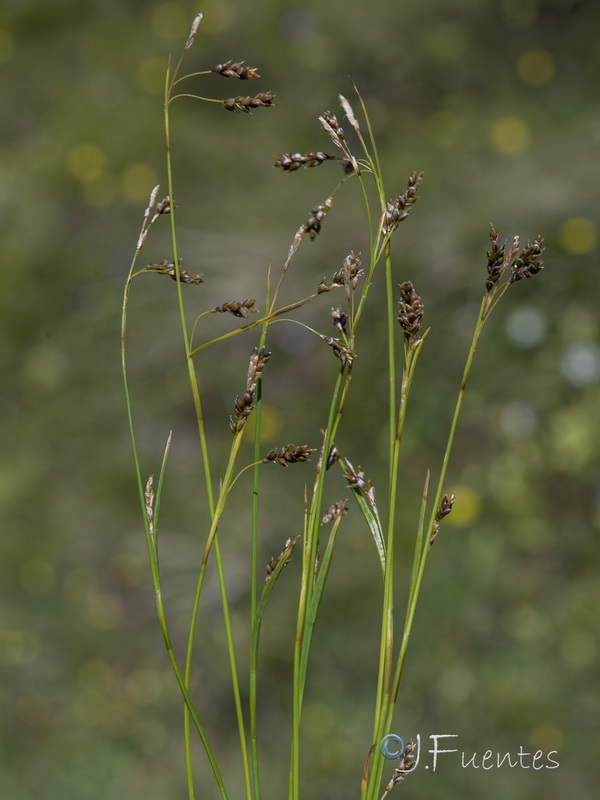 Carex capillaris.20