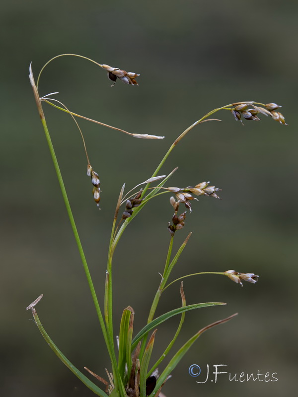 Carex capillaris.10