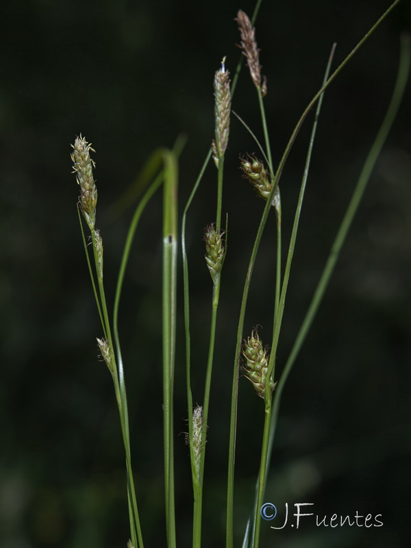 Carex demissa.04