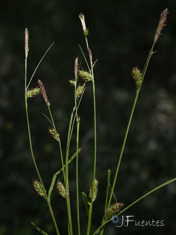 Carex demissa.05