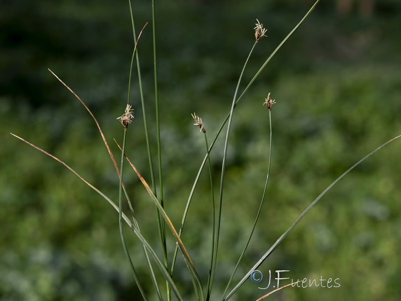 Carex divisa.08