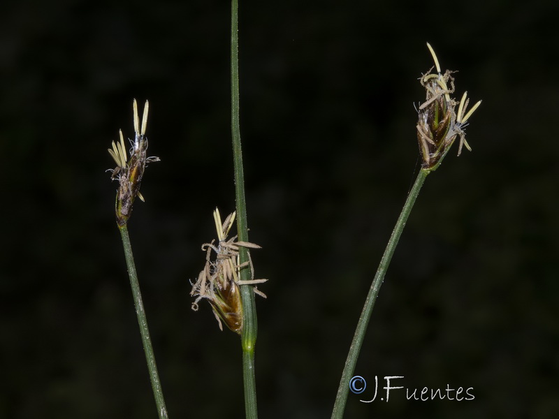 Carex divisa.09