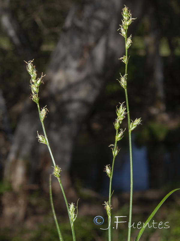 Carex divulsa divulsa.06