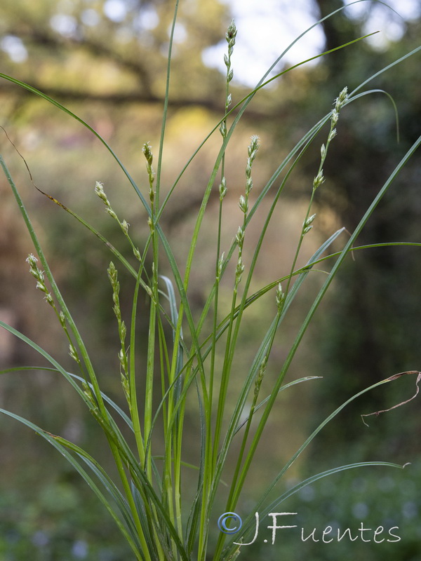 Carex divulsa divulsa.05