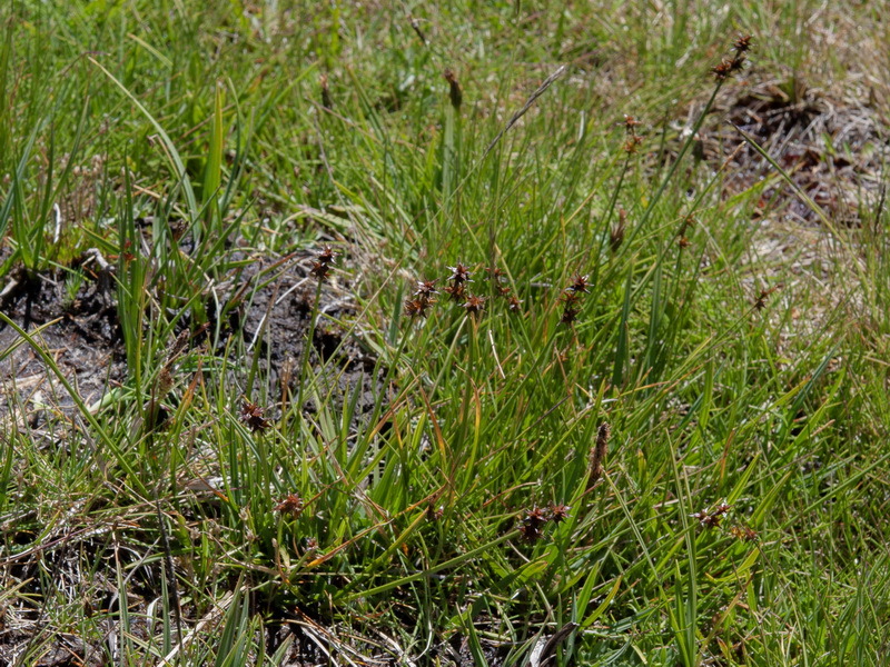 Carex hispida.01