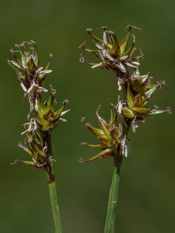 Carex echinata.03