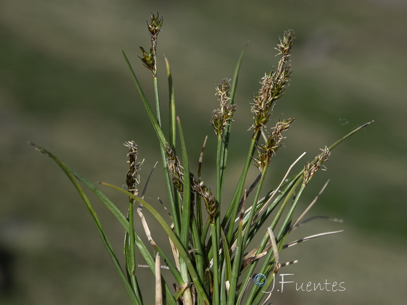 Carex echinata.04