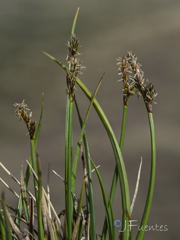 Carex echinata.06