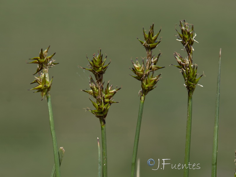 Carex echinata.07