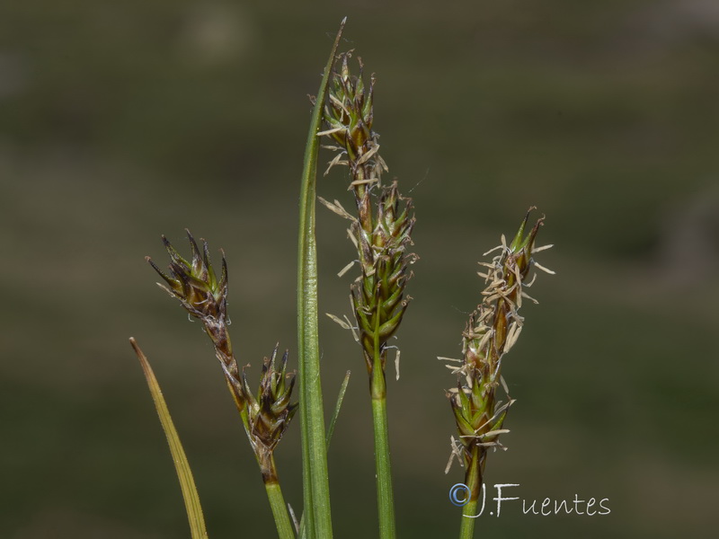 Carex echinata.08