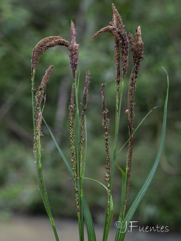 Carex elata tartessiana.07