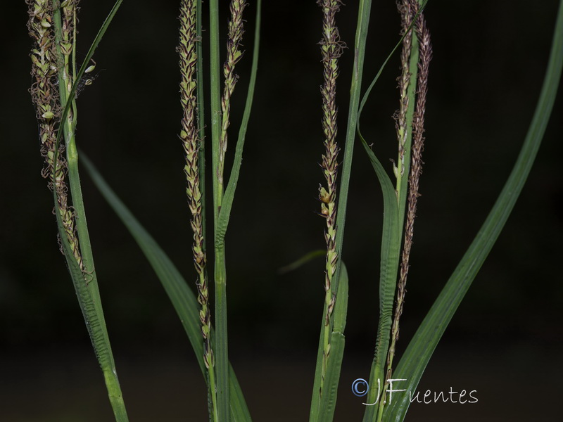 Carex elata tartessiana.09