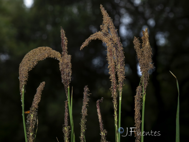 Carex elata tartessiana.11