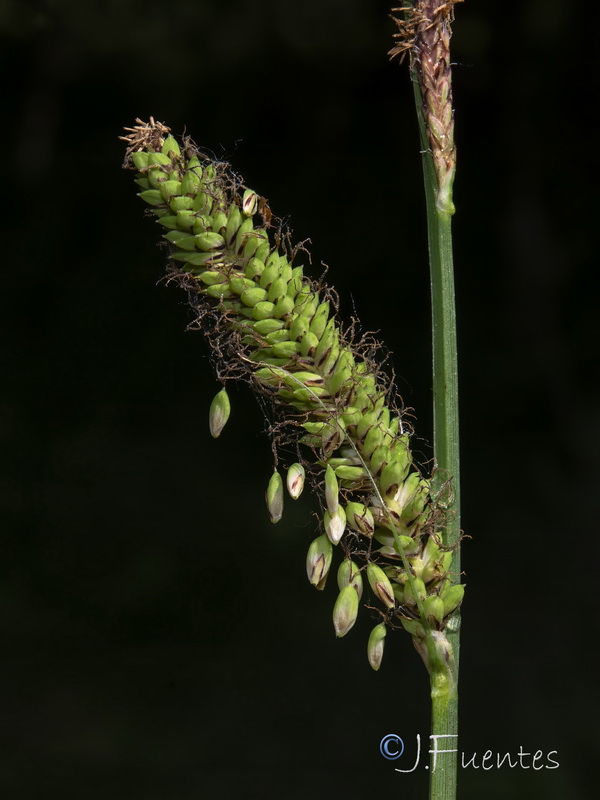 Carex elata tartessiana.12