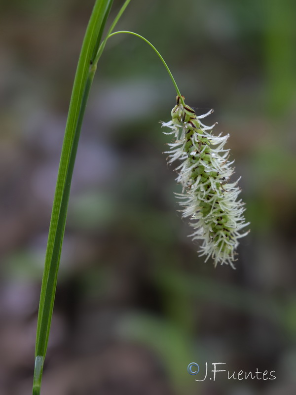 Carex flacca.06