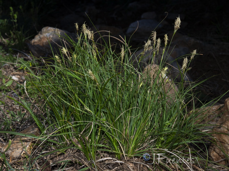 Carex hallerana.01