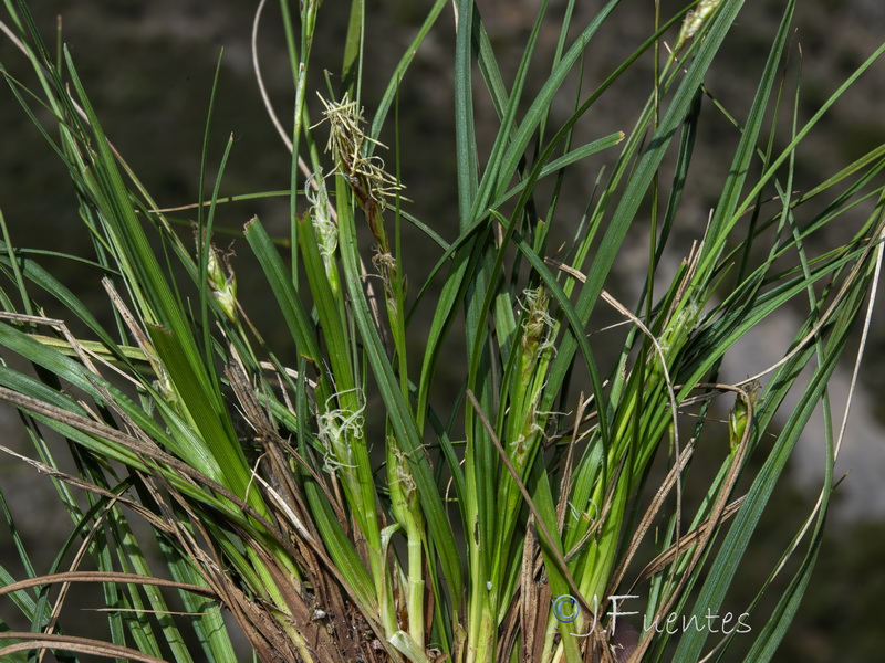 Carex hallerana.10