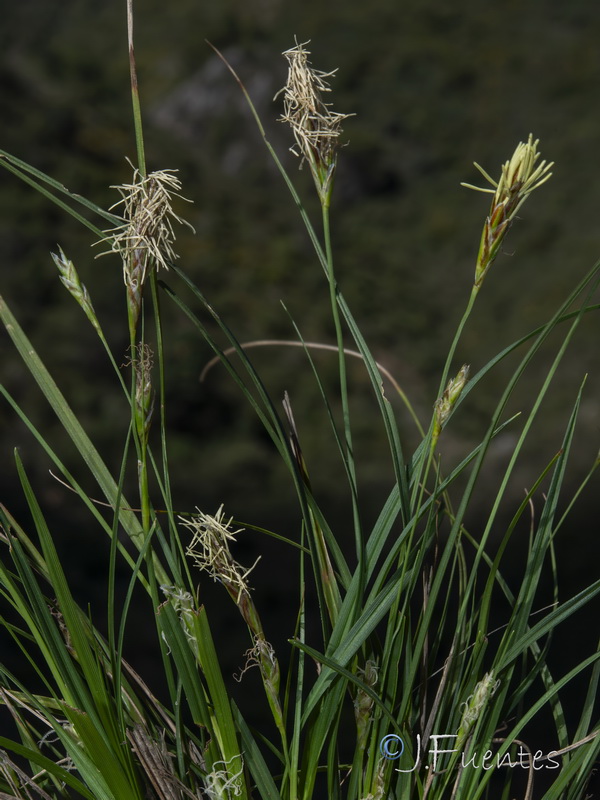 Carex hallerana.12