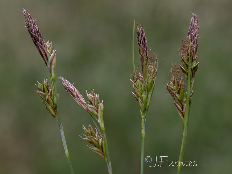 Carex hallerana.13