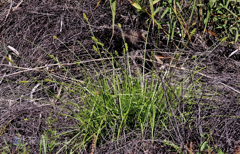 Carex leersii.01