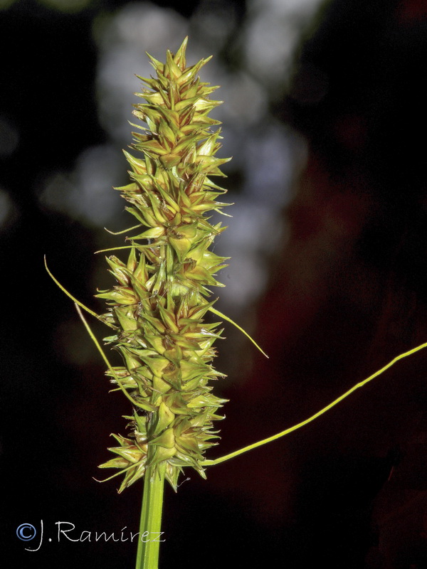 Carex leersii.04