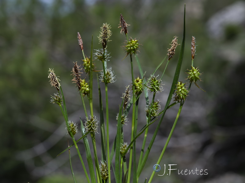 Carex lepidocarpa.04