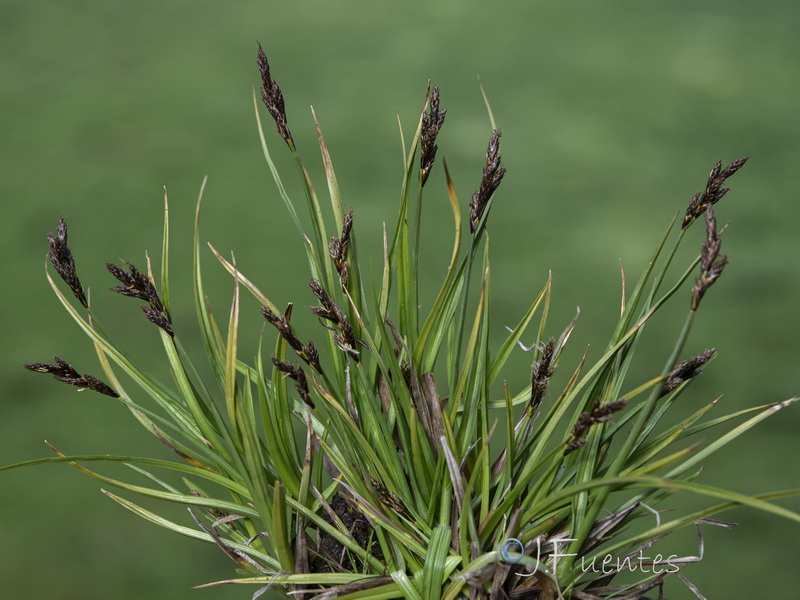 Carex leporina.05