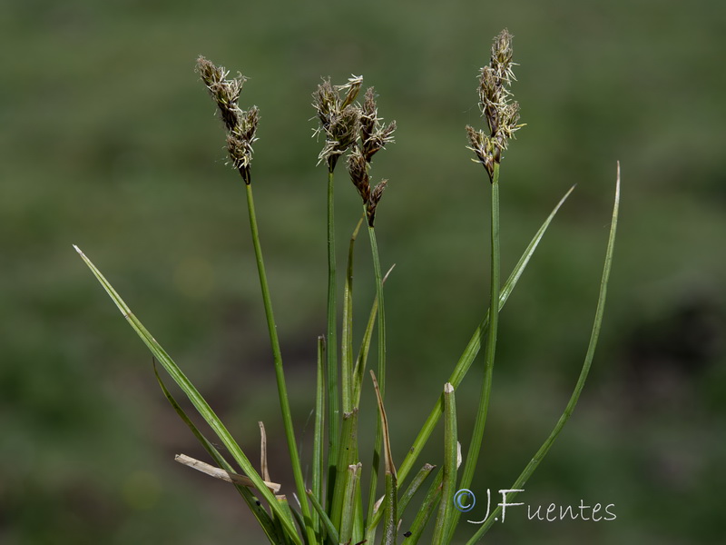 Carex leporina.09