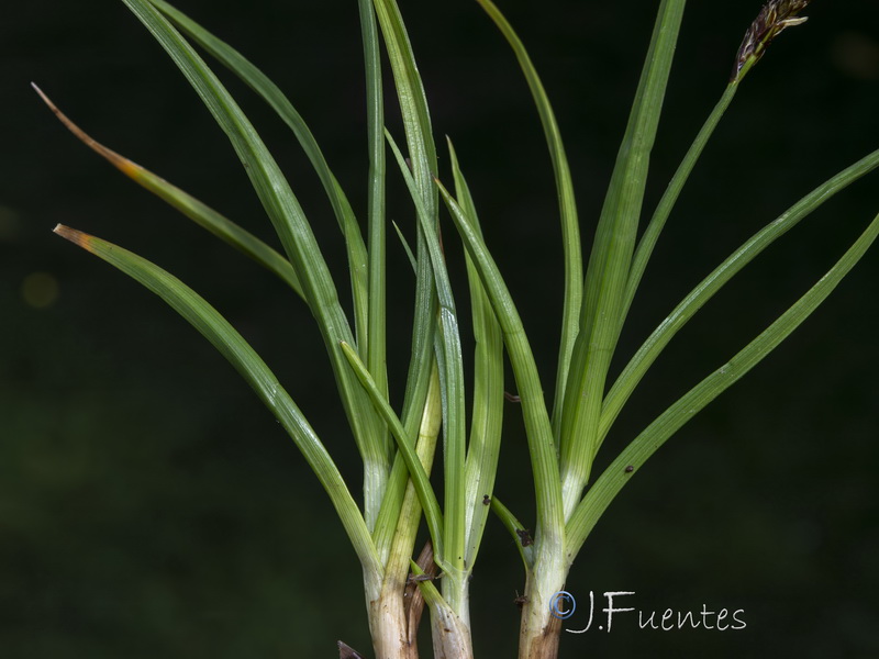 Carex leporina.11