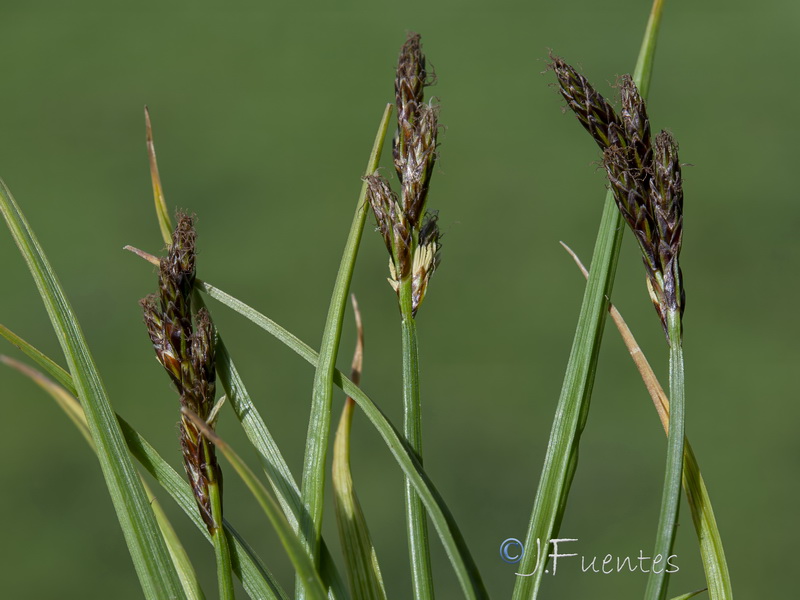 Carex leporina.12