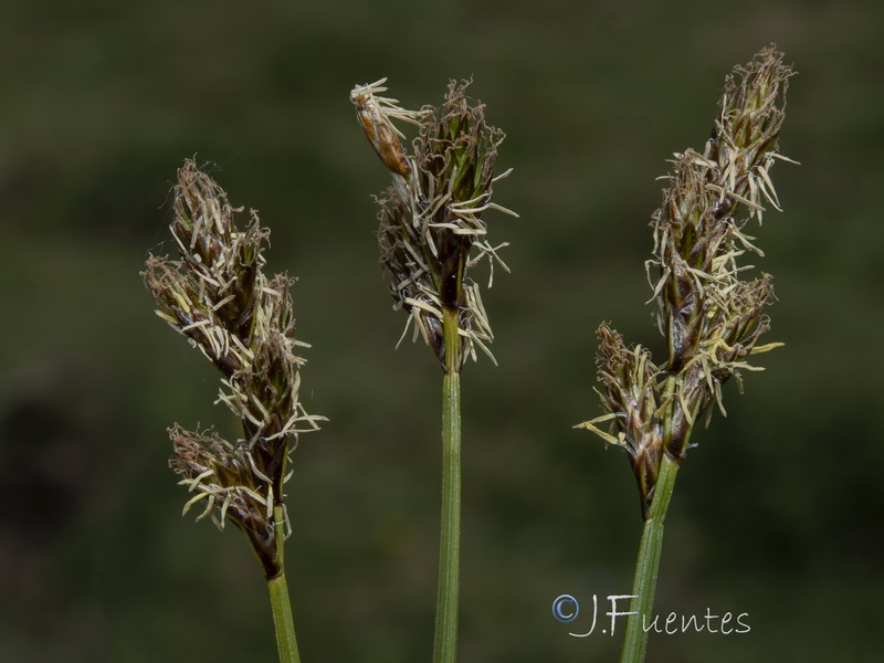 Carex leporina.15