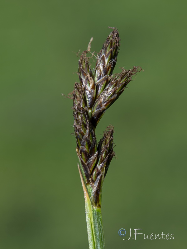 Carex leporina.16