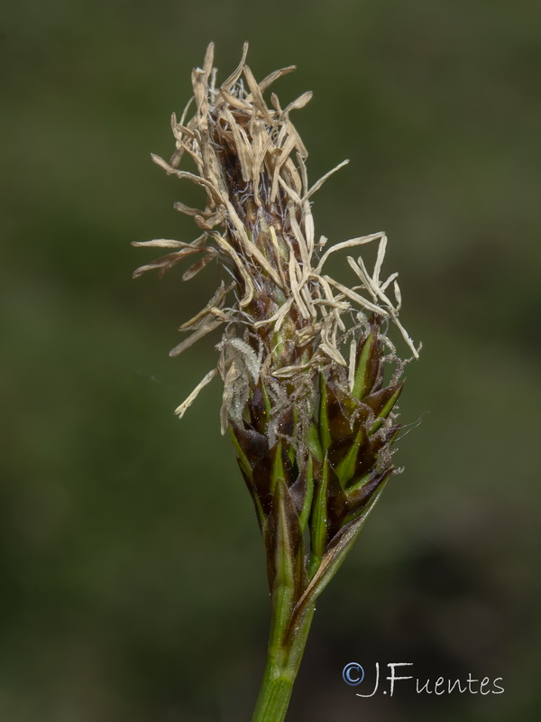 Carex leporina.17