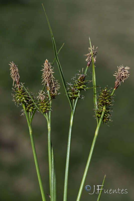 Carex nevadensis.17