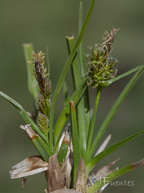 Carex nevadensis.16