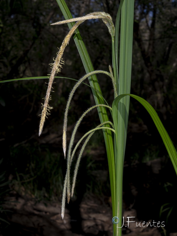 Carex pendula.09