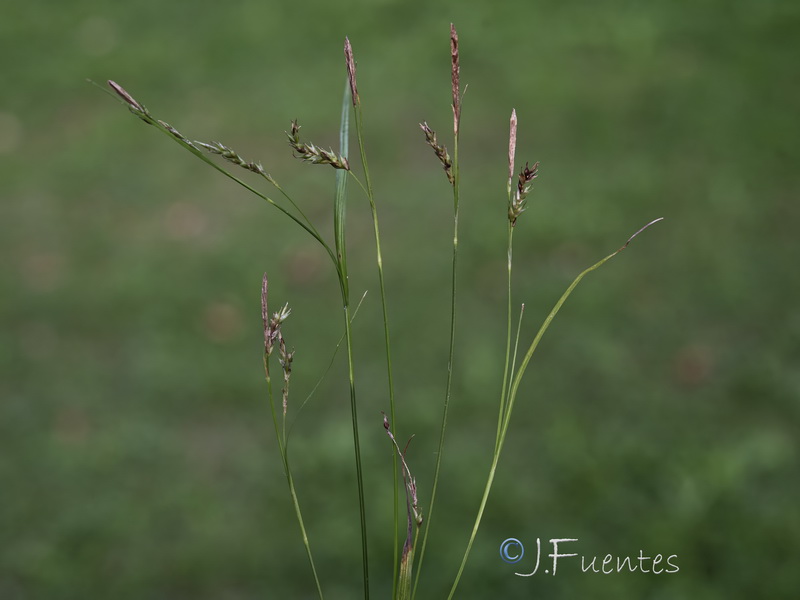 Carex sylvatica sylvatica.04