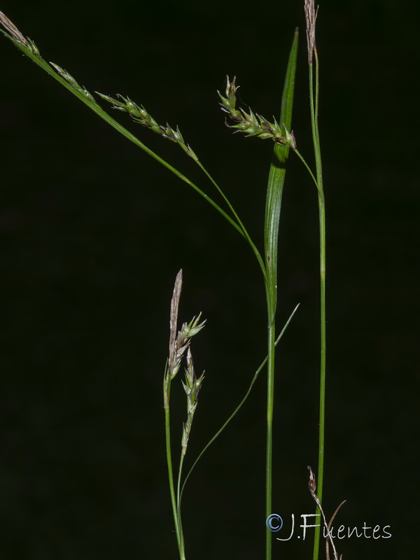 Carex sylvatica sylvatica.05