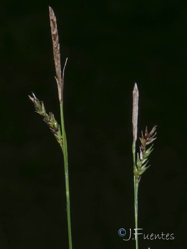 Carex sylvatica sylvatica.06