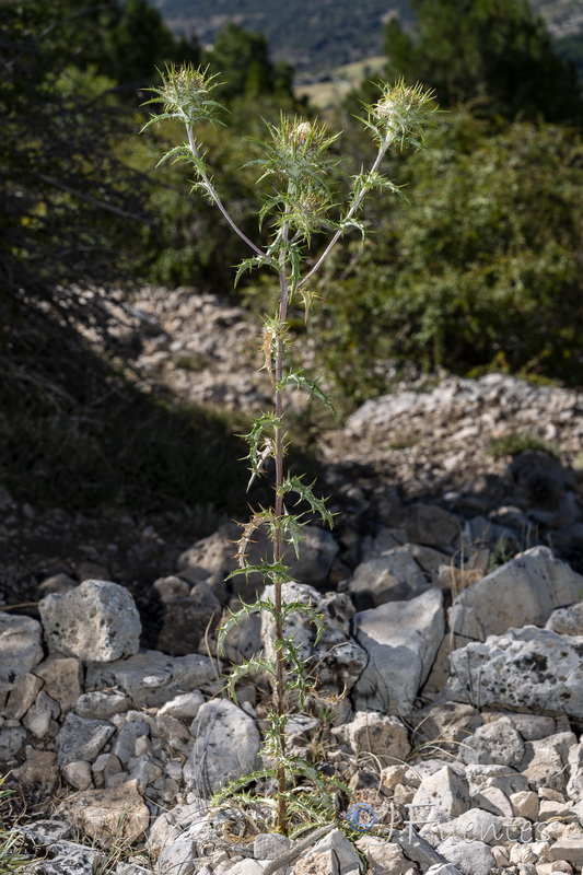 Carlina vugaris.06