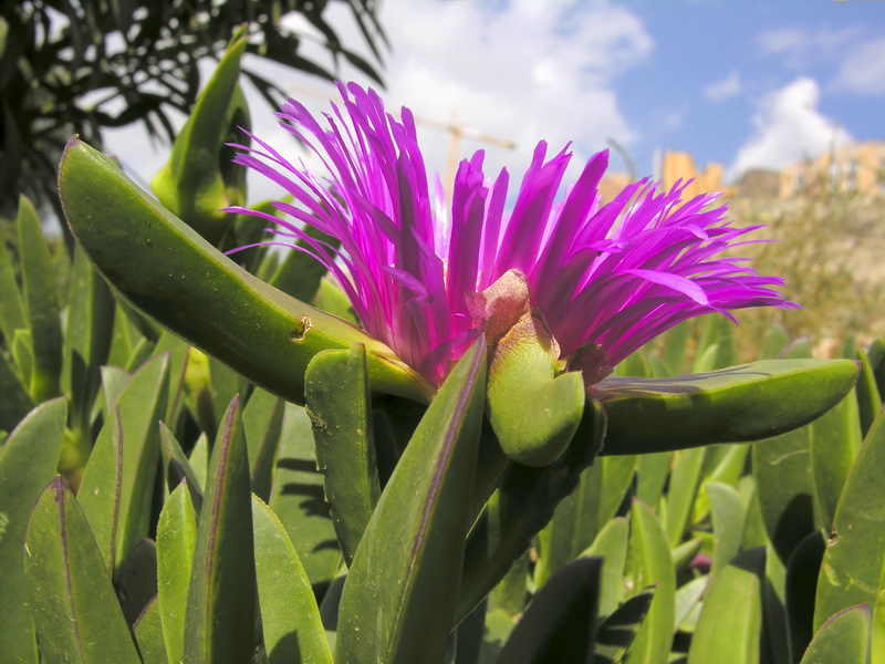 Carpobrotus edulis.07